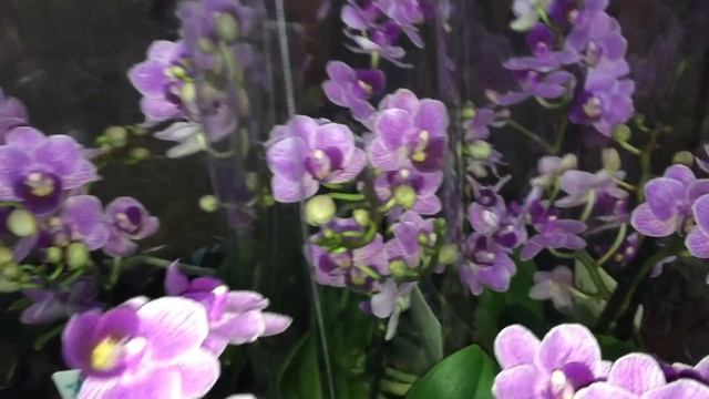 Завоз сортовых орхидей в Экофлору 21 января 2020 г. Стюартиана, Леко Фантастик, Шоколад... смотреть онлайн