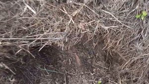 КОМПОСТ  РЕЦЕПТ классического компостирования ПОШАГОВО