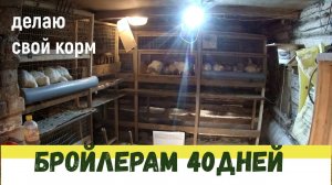 Самодельный корм для бройлеров // Бройлерам 40 дней