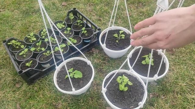 Ошибки при выращивании петунии