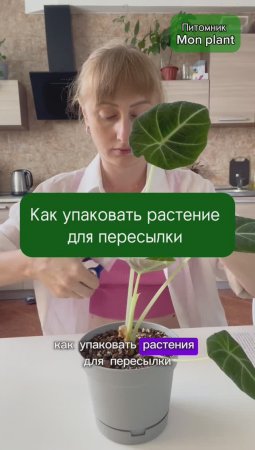 Упаковка живого растения для отправки почтой или через маркетплейсы