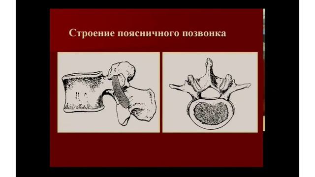 Цикл лекций по вертебрологии "Позвоночник как основа здорового организма"