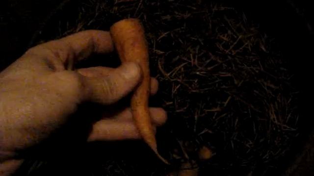 Хранение моркови в хвое смотреть онлайн