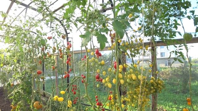 Обзор томатов сортов Куум и Черри Берри смотреть онлайн