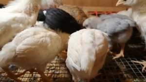 Кормление цыплят морковью))) цыпляткам очень понравилось)))