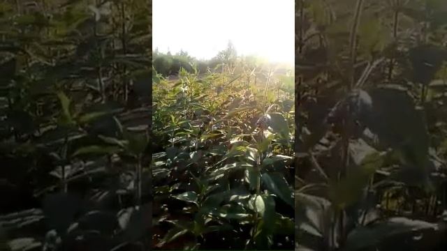 Косим не напряжно косой Штиль FS-55 смотреть онлайн