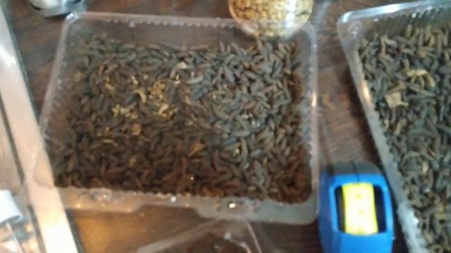 Предкуколка мухи ,,черной львинки". смотреть онлайн