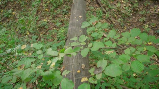 Появились осенние опята, грибы и лес