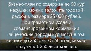 Как заработать на курах несушках 100 000 рублей?  Бизнес план