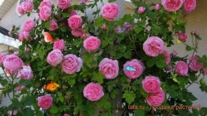 Роза парковая Луис Одьер (rosa luis de oder) ? Луис Одьер обзор: как сажать, саженцы розы Луис Одье