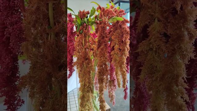 amaranthus flower #flower #garden # florist #flowershop