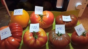 Обзор томатов 2021.Томаты Великаны в разрезе. #лучшиесортатоматов