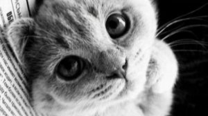 Развитие ребёнка: логоритмика Т. Железновой. Котик