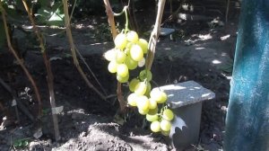 Виноград «Смарагд»: описание сорта. Сезон 2018