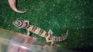 ЗНАКОМСТВО С НОВЫМ ЭУБЛЕФАРОМ / РЫЖИК УКУСИЛ ЗА РУКУ