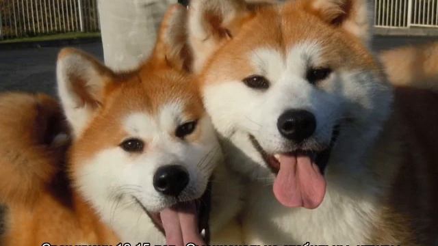 Собака похожая на лису с короткими лапами: порода