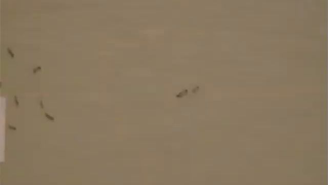 Russia - Алексей Фролов - Ant&Ant;; (A Bug's Life)