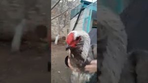 Гергебильская порода кур !