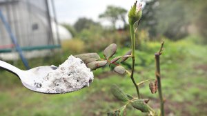 Осенние удобрение для роз №1  Сыпать в августе сентябре не жалея!  Сульфат магния для роз