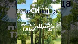 Название деревьев на кабардинском
