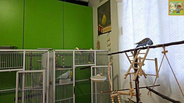 Funny Parrotszotti 408. Life of Cockatiels and budgies. Жизнь корелл и волнистых попугаев смотреть онлайн