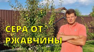 ВАУ эффект или сера против ржавчины на груше, экологически чистое средство