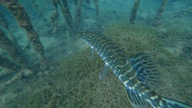 Щука. Фридайвинг. Карьер Спас-Каменка. Икша. Московская область. смотреть онлайн
