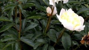 Lactiflora Laura Dessert | R2 Flowers BV | Peonies