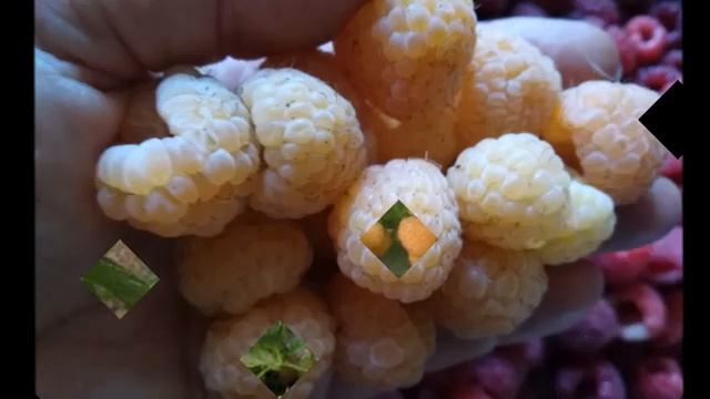 Порана Роса слайд шоу смотреть онлайн