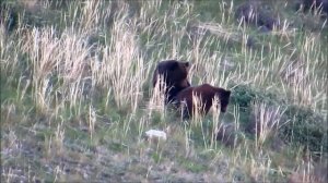 медвежья свадьба, Заповедное Прибайкалье