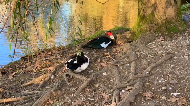 ОСЕНЬ В САНТЬЯГО ДЕ КОМПОСТЕЛА | PARQUE MÚSICA EN SANTIAGO смотреть онлайн