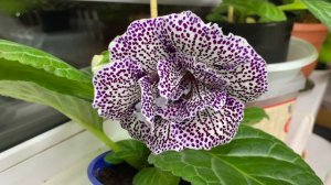 Проблемы с листвой глоксинии, но они ЦВЕТУТ!