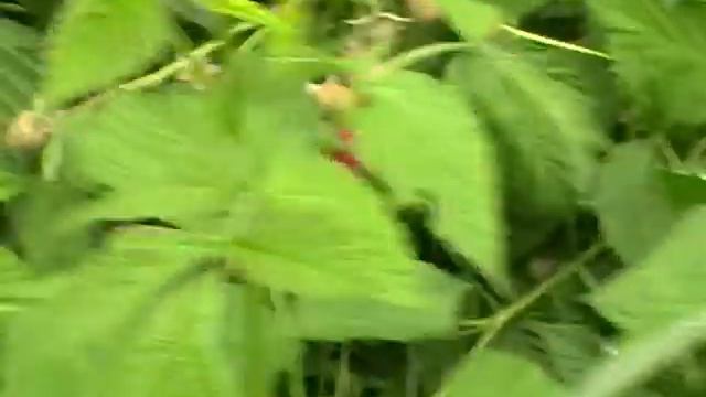 Малина Феномен в разгаре плодоношения 26 . 06 . 2017 смотреть онлайн