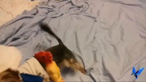 Йорк играет с игрушкой очень смешное видео