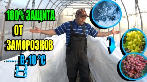 КАК ЗАЩИТИТЬ ВИНОГРАДНИК ОТ ЗАМОРОЗКОВ ДО -10 °C? СЕВЕРНЫЙ ВИНОГРАДНИК 23-16