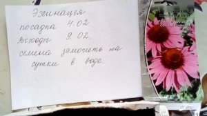 Эхинацея быстро всходит!!