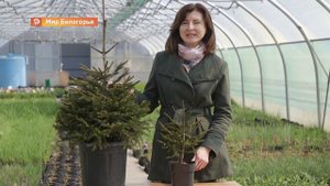 «Будет зеленее». Как посадить ель