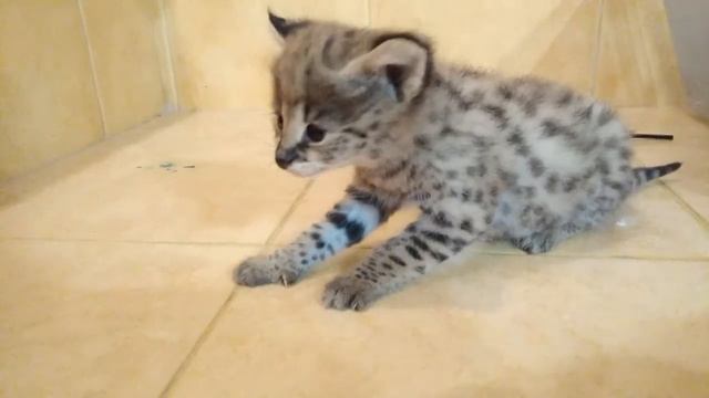 Котёнок сервала смотреть онлайн