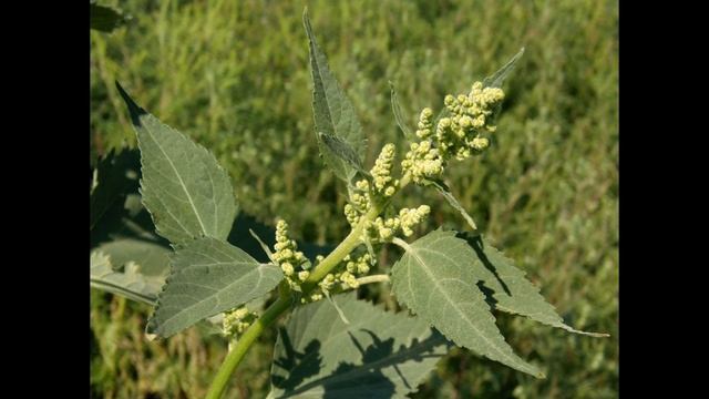 Циклахена дурнишниколистная (растения полезные и ядовитые для кроликов) смотреть онлайн