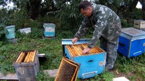 Работы на пасеке в августе и сентябре. Объединение семей. Проблемы на пасеке осенью.