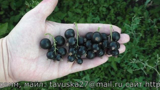 ЛАДУШКА сладкий сорт черной смородины раннего срока созревания смотреть онлайн