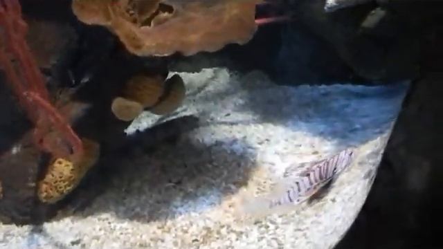 Крылатки! смотреть онлайн