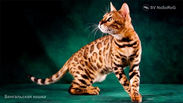 Бенгальская кошка