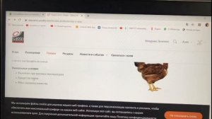 Голошейки (SASSO) 15 дней. Бройлер или порода