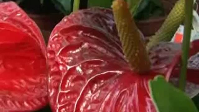 evrobuket смотреть онлайн