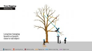 ТОП ошибок арбористов.