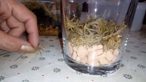 ПОСАДКА детки Дендрофаленопсиса | ЗАКРЫТАЯ СИСТЕМА