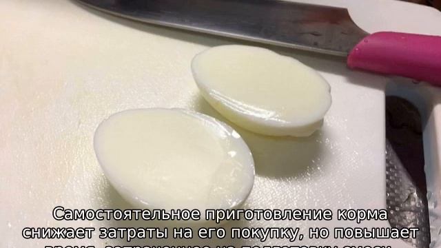 Почему куры несут мелкие яйца (причина и что делать)