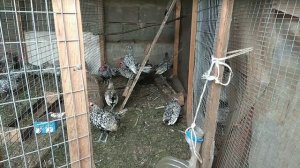 Куры породы сибрайт у Дяди Володи в хозяйстве