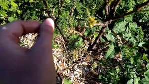Не раскрываются листья у груши. Что делать?